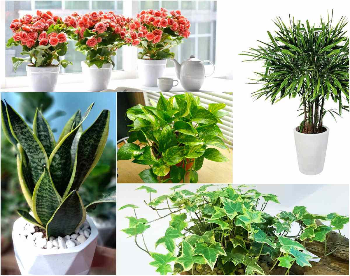 Lợi Ích Trồng Cây Xanh Trong Nhà Và Một Số Loại Cây Cảnh Phong Thủy